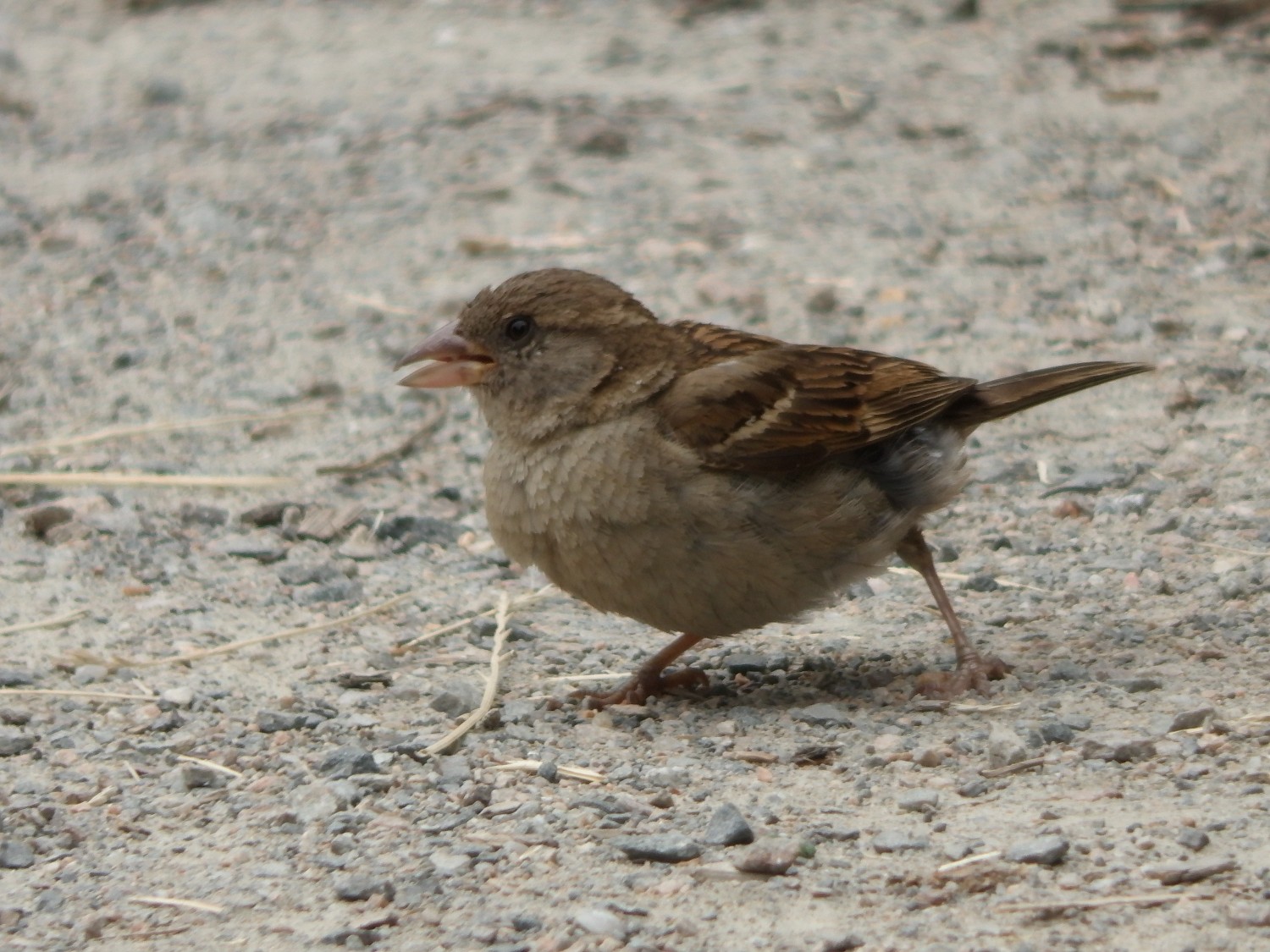 livebirdspoland_92ca00327749a55466a89fda6903627c.jpg