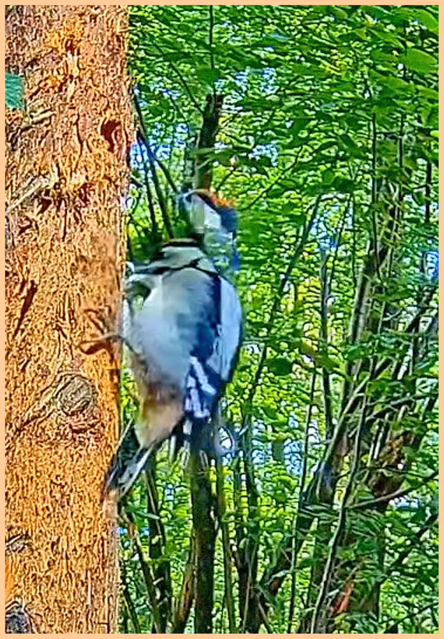 livebirdspoland_071569fad31e2ea65489786fa792a28e.jpg