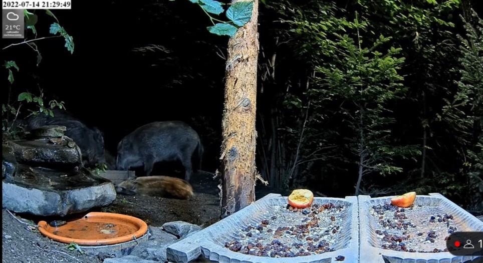 livebirdspoland_7a596d7d910ffecc41d837ce93f560bf.jpg