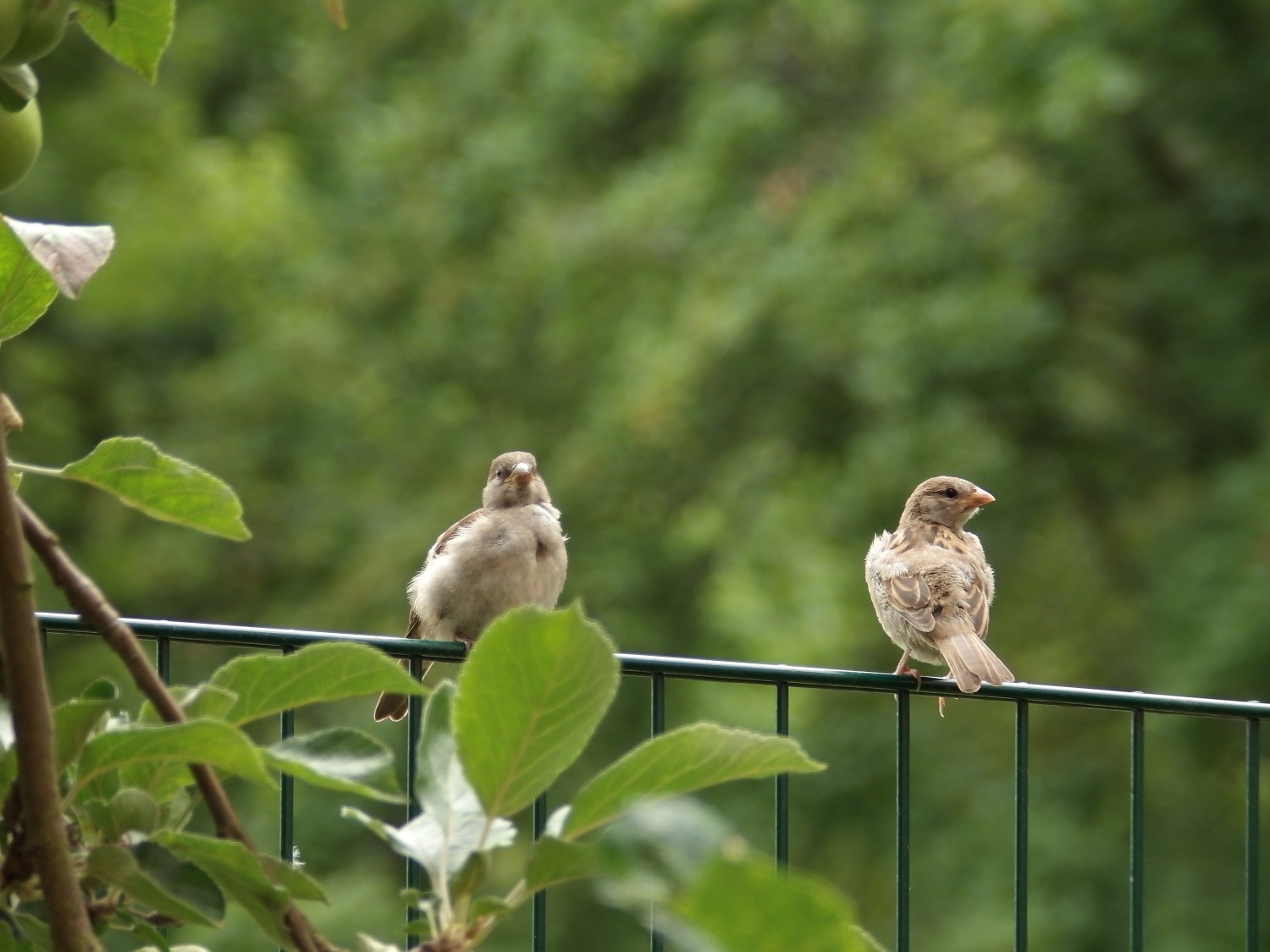 livebirdspoland_1a3c9436e85b714ffe8258be945c74cc.jpg