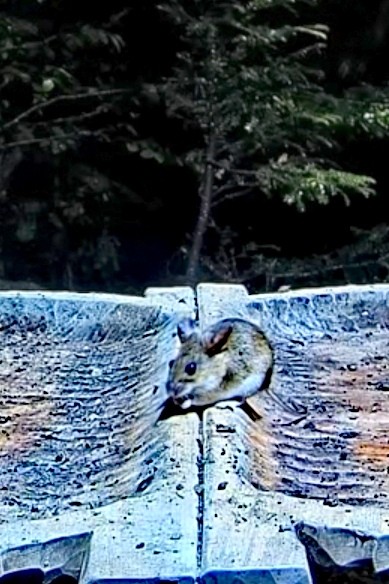 livebirdspoland_8512519d4311aebc30931b491c5538cf.jpg