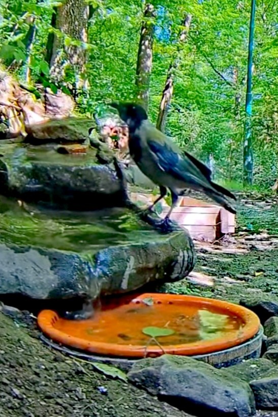 livebirdspoland_1e5cf99f26d57a7e57fcb3a7e86b49b3.jpg