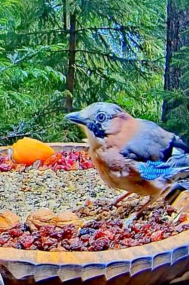livebirdspoland_aa0f7c27fba7ea6ba8c7739811f7979d.jpg