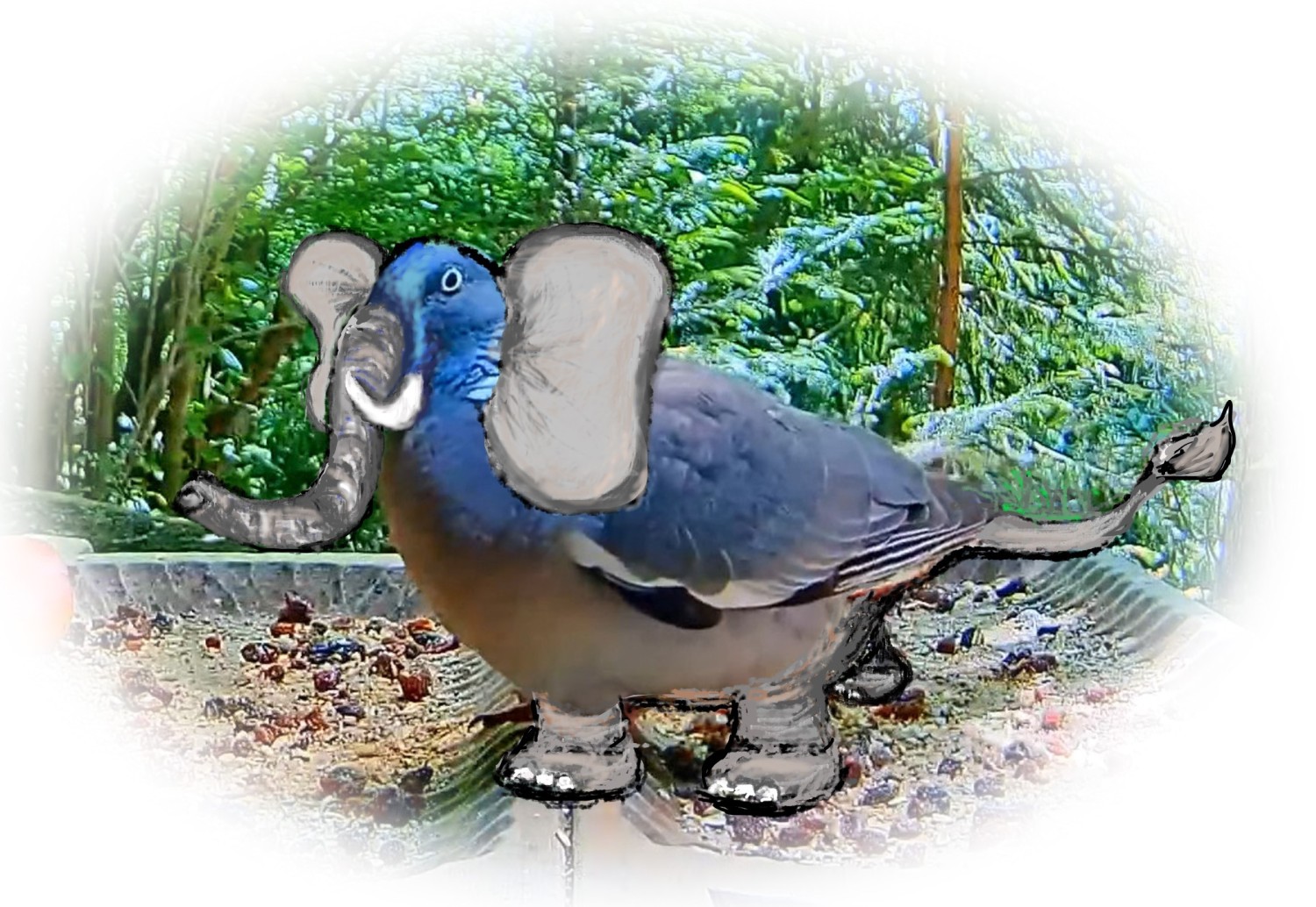 livebirdspoland_01faf5f462154ef0174d9029e4083ecb.jpg