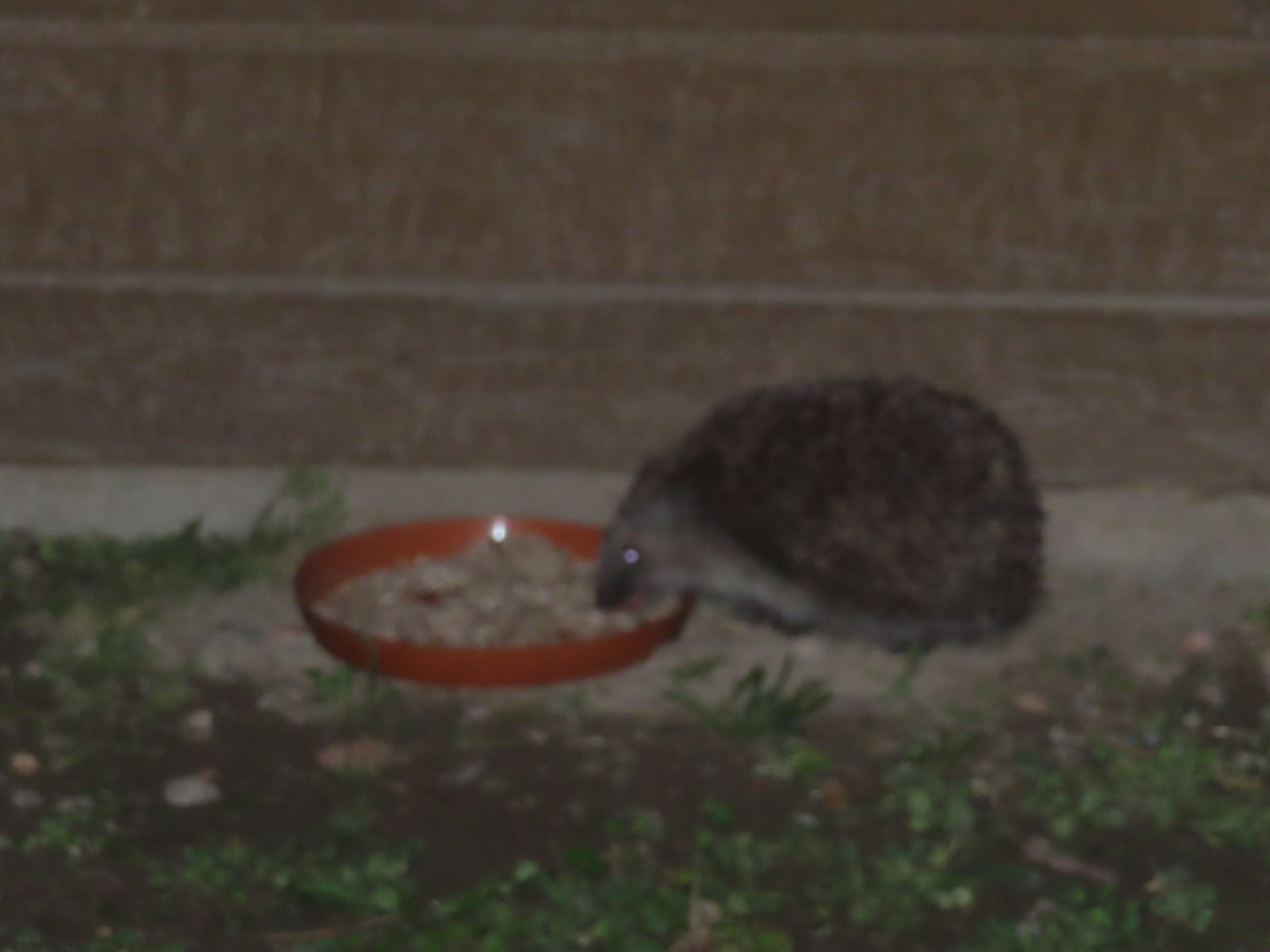 livebirdspoland_474b3b400e25828813cefc909b9efaec.jpg