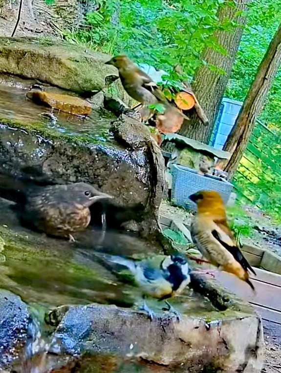 livebirdspoland_c79f6ea009c0b8fc68171fff90c04b28.jpg