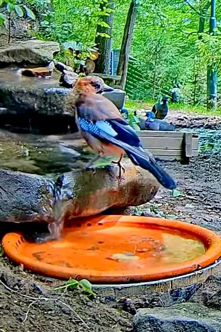 livebirdspoland_b99dbcdb7e086ec9bd147afcdfd2cf48.jpg