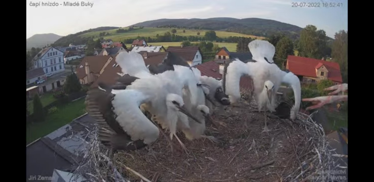 livebirdspoland_e5d1d11b945898541142bd56840aa646.jpg