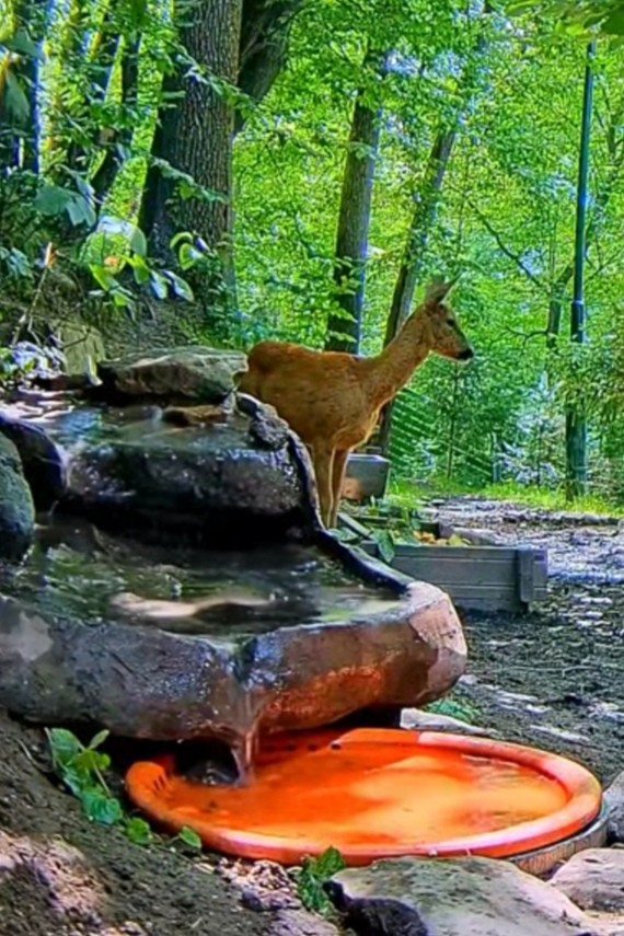 livebirdspoland_52cfdbcda9bfecc2484029f9cccb80dd.jpg