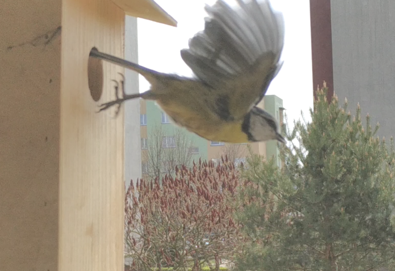 livebirdspoland_d9a3344336e4a32ef3d0182f9d4c1f59.png