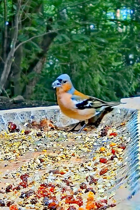 livebirdspoland_cc699640f1af1c66171c73e44ecf9a73.jpg