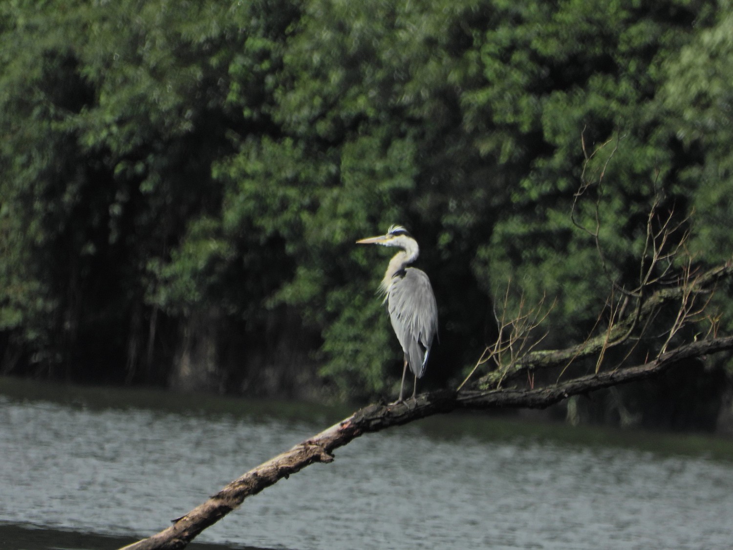 livebirdspoland_61f0fc8951dbf7af45a0e74335ec7859.jpg