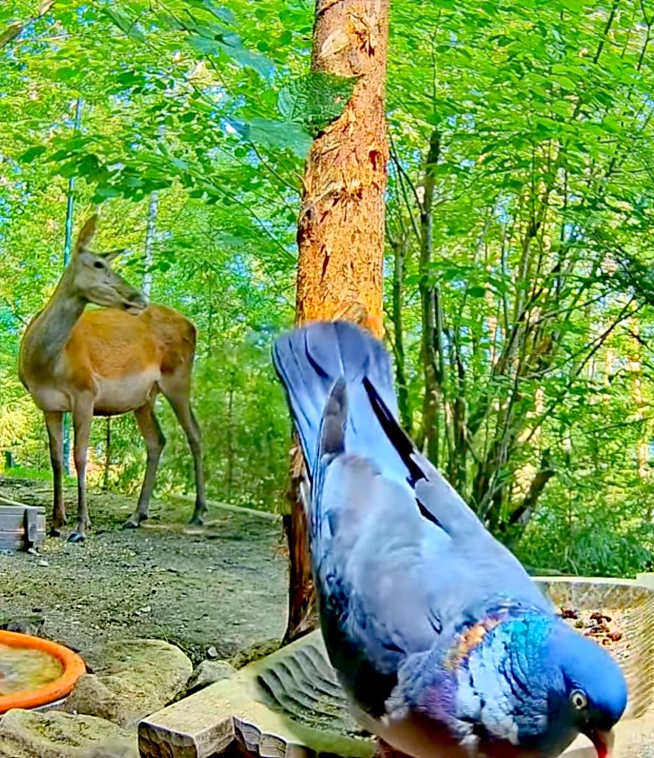 livebirdspoland_3b82b9b6a0be64ccc098cb4453fb212d.jpg