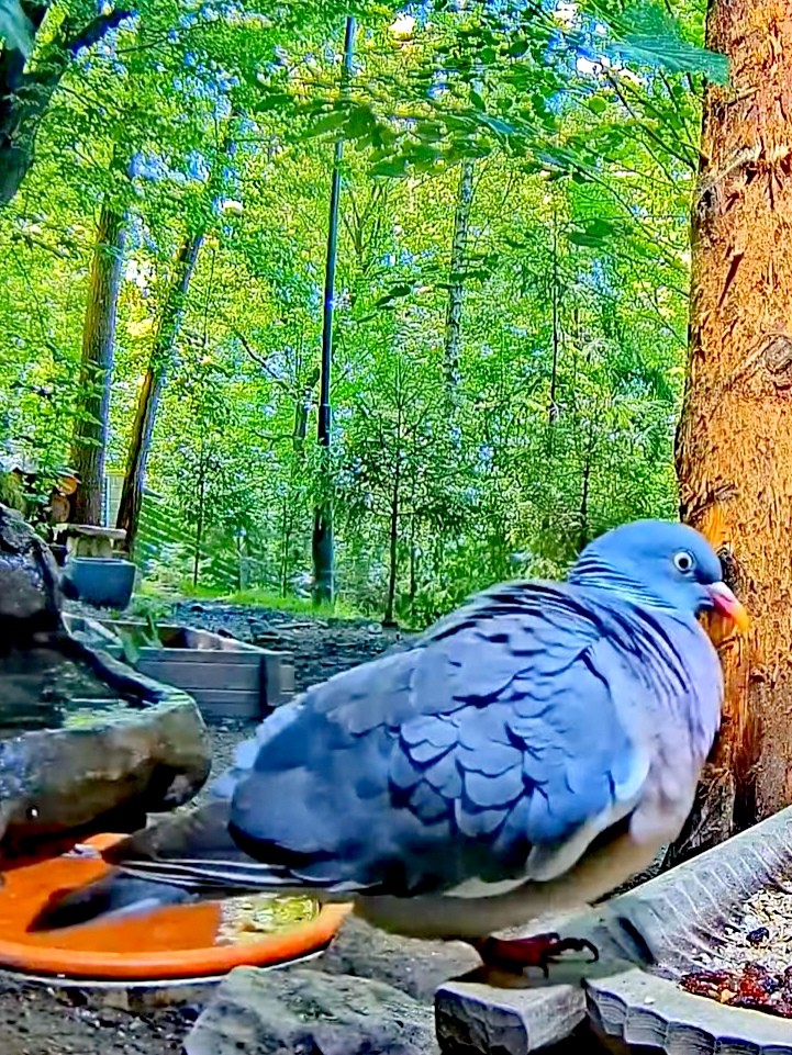 livebirdspoland_a3f84614883204602f98b2e48987b169.jpg