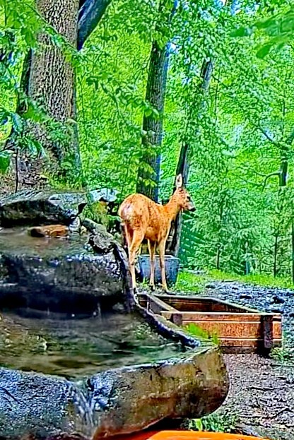livebirdspoland_d66efa6a2bd34d72ca6a61a2f2cd3a1a.jpg