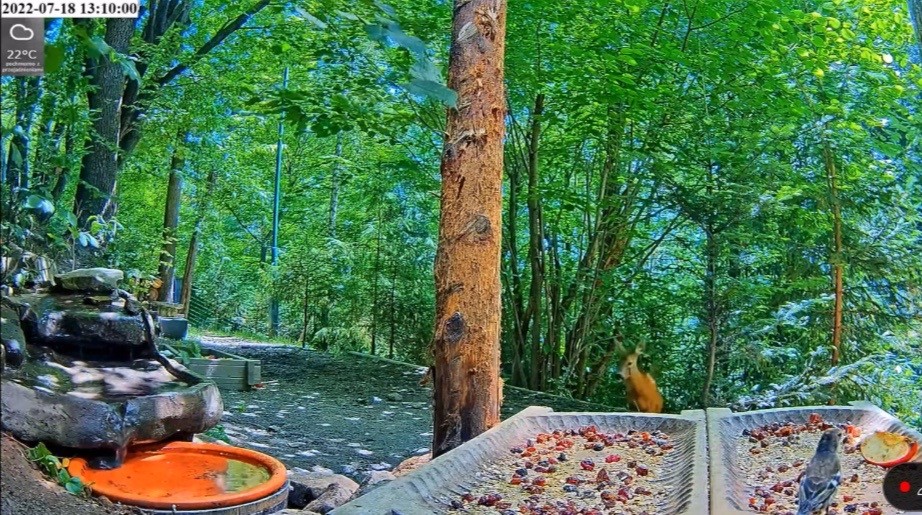 livebirdspoland_0d7c8b391069fe77be3a8cb6ffdf682d.jpg