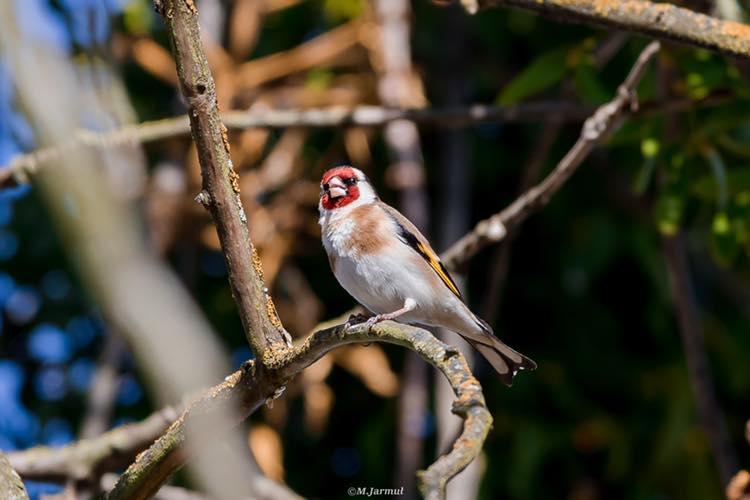 livebirdspoland_7d77576c2c57cd2220cd62988c71b944.png