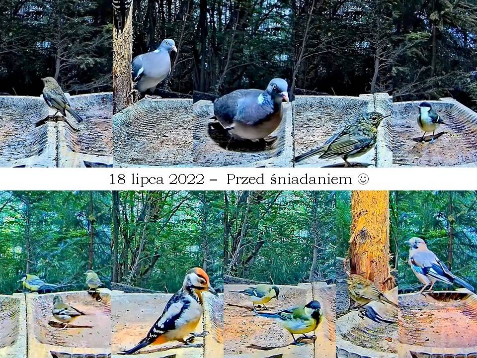 livebirdspoland_3a01998fcbd2da3084682523e1d54f6e.jpg