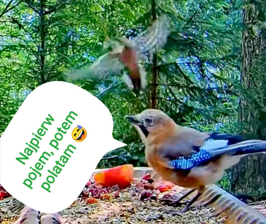 livebirdspoland_3f3fb0f5f260aff2096adf94be980d29.jpg