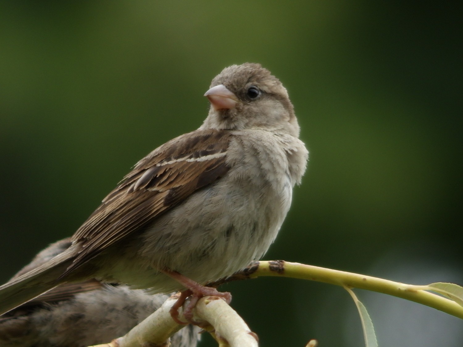 livebirdspoland_bc154a55cd599a0f6bd7eea34dca7c17.jpg