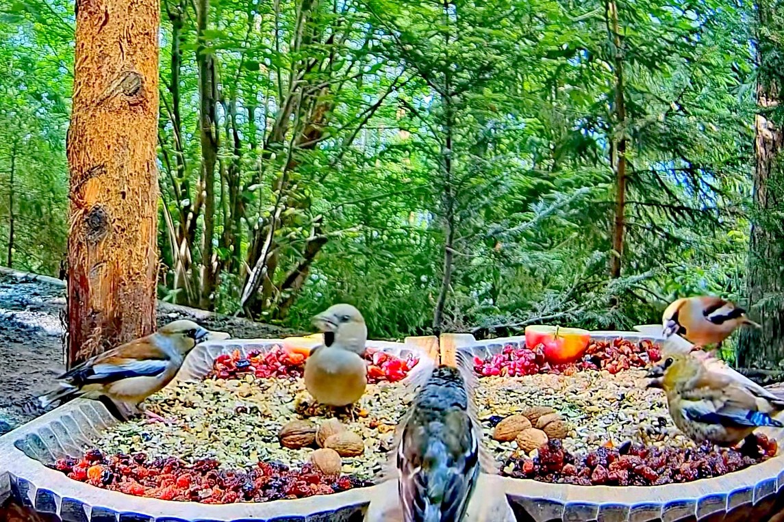 livebirdspoland_3bedb915a41c564df7019539bb430283.jpg
