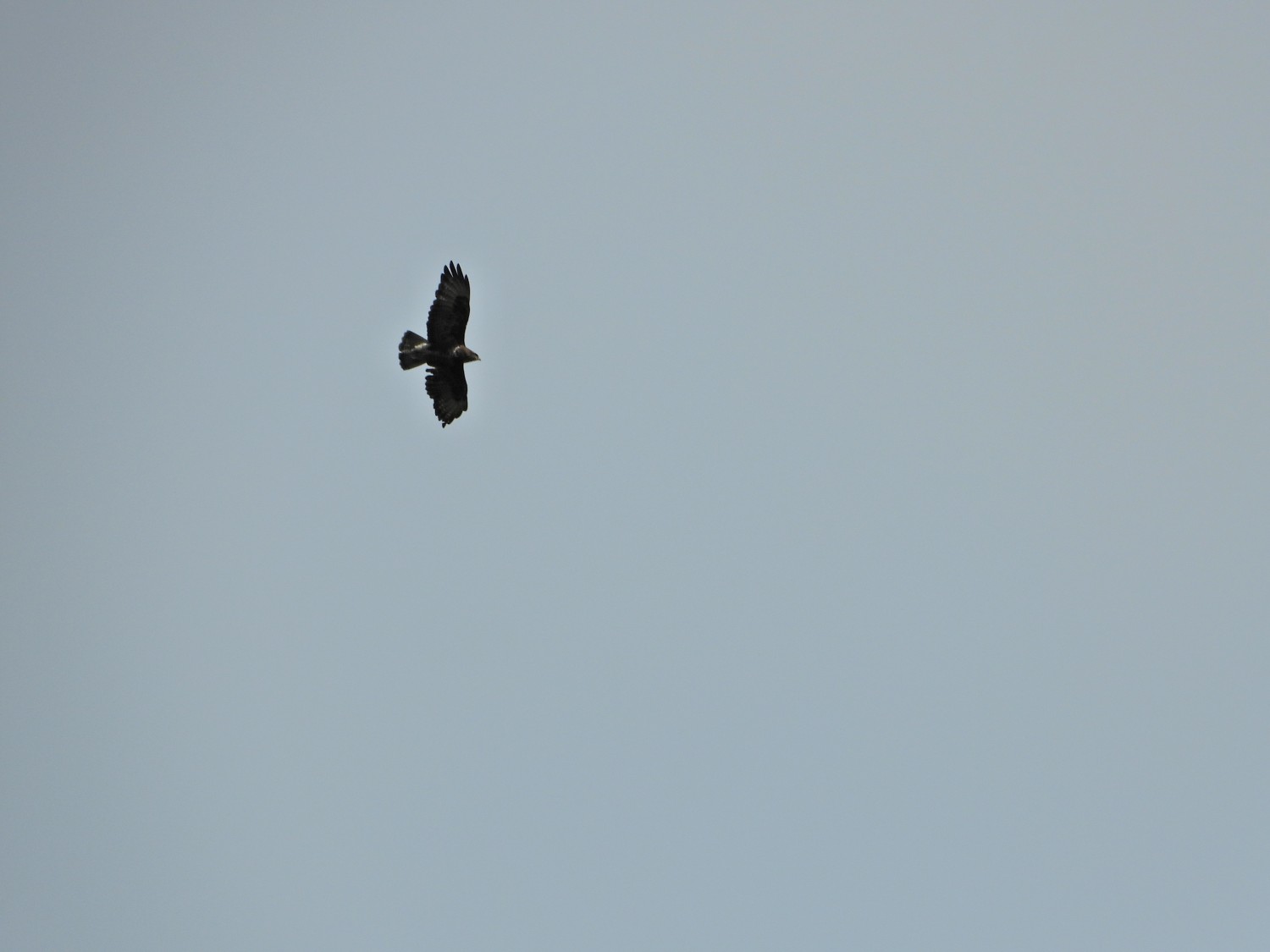 livebirdspoland_d97a5d943dca9b4e4f4c28bf0fb64cb6.jpg