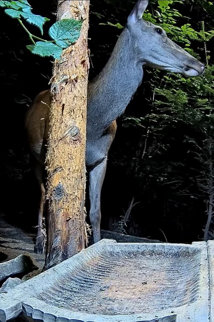 livebirdspoland_29bcc578daa02dd682869ffced5f5f92.jpg