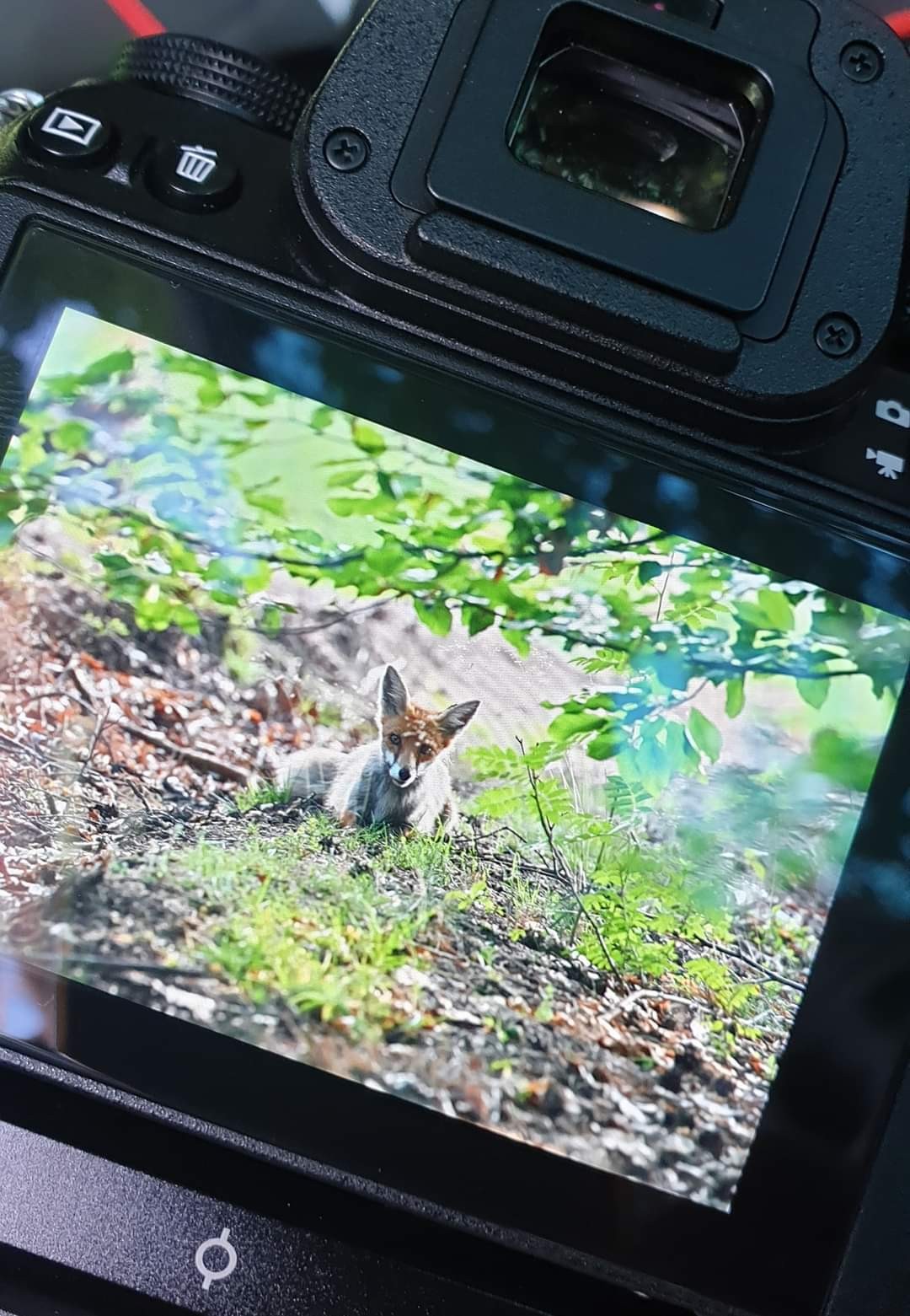 livebirdspoland_6e937eca4758b36629bee10478980b73.jpg