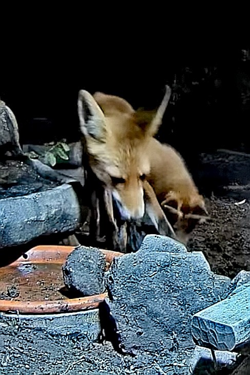 livebirdspoland_056f64c0c161818af5b6248ae5bdd89b.jpg