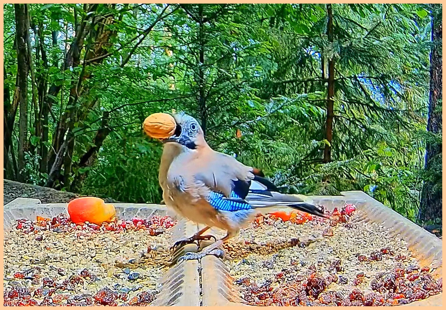 livebirdspoland_d109d3629e754fb2238464a3e78b80a2.jpg