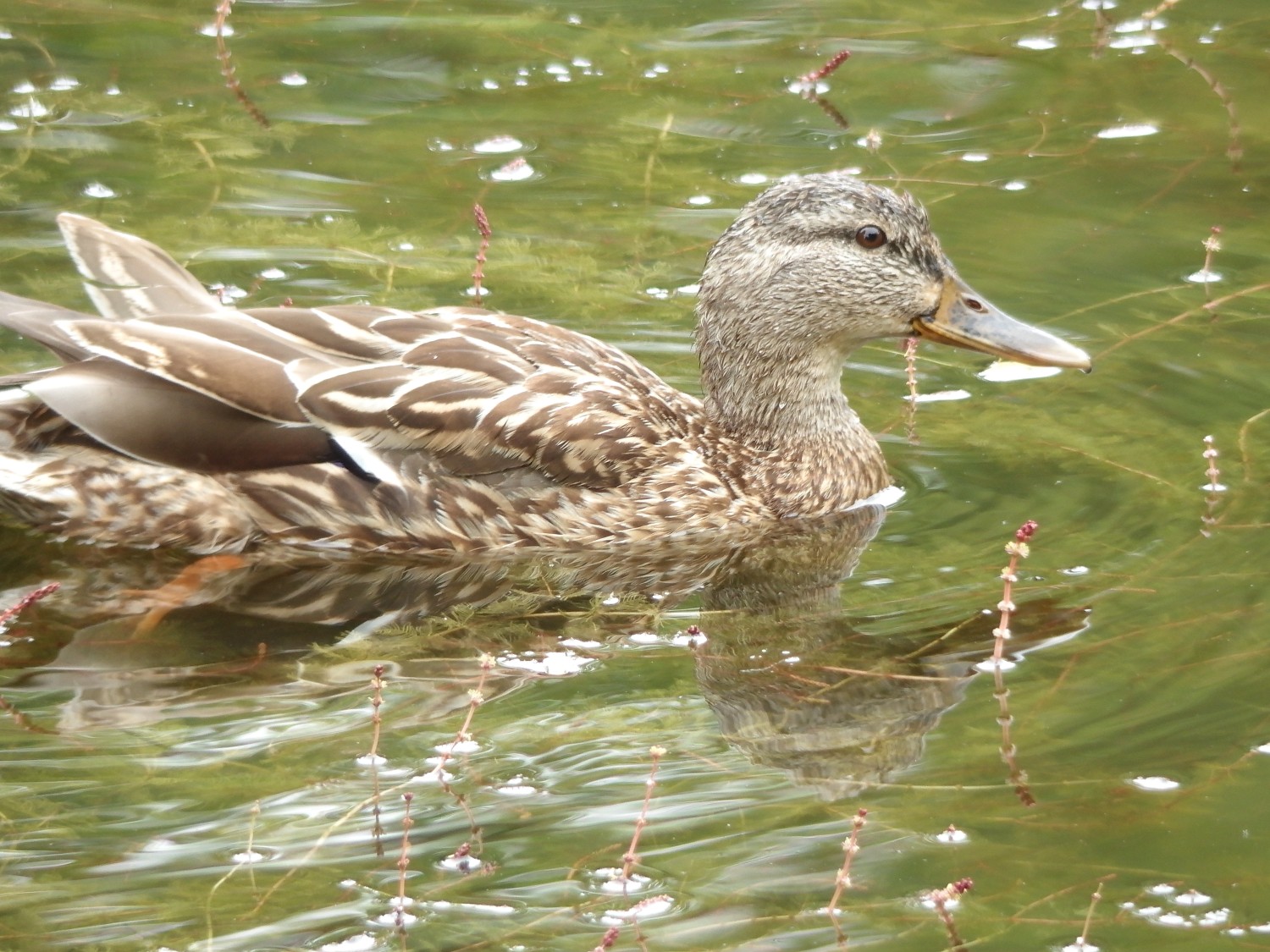 livebirdspoland_7d0ae8500630c4abc62a6304ca79d75e.jpg