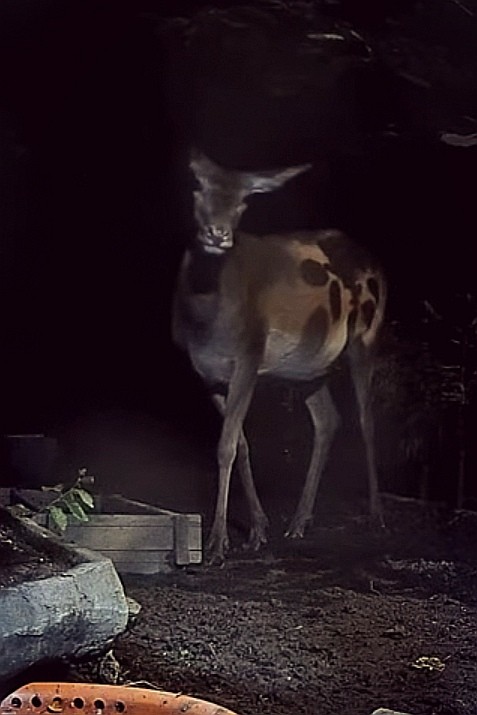 livebirdspoland_02dba1bfae0eb1ab4342ce9e6b6c4d1b.jpg