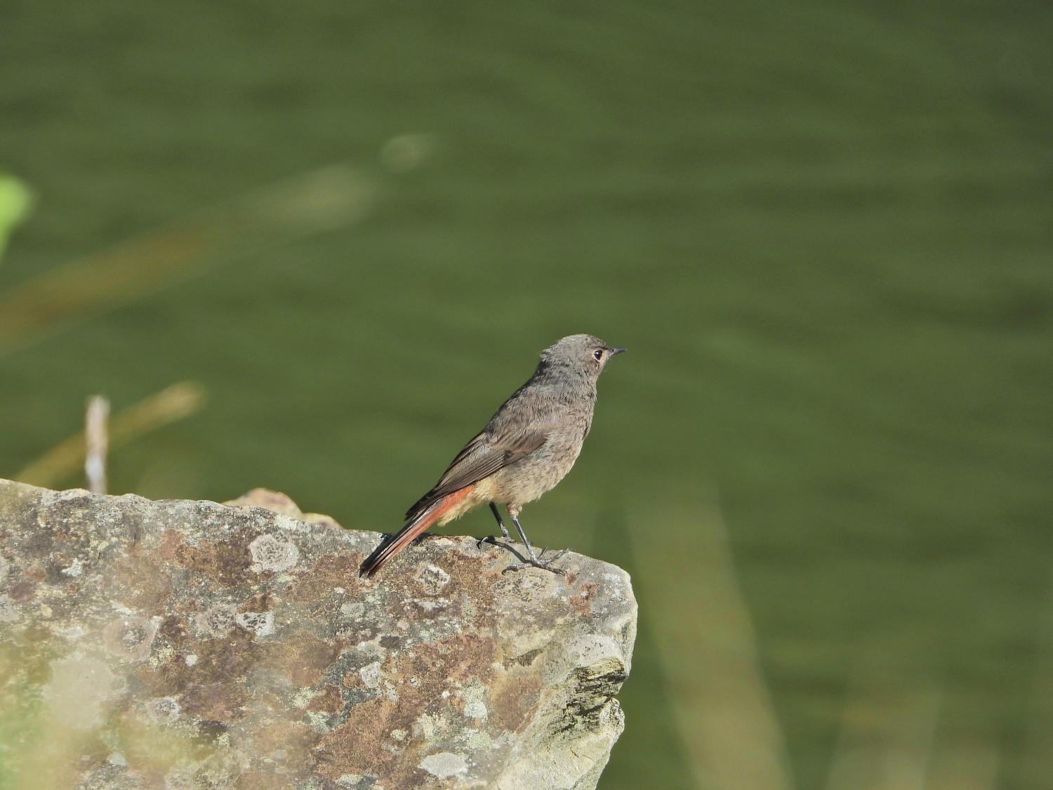 livebirdspoland_ad8706dcd33f167f393cefafe330ddad.jpg