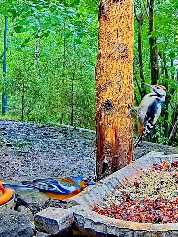 livebirdspoland_bf973aa95bdcb0562a722f55577e9119.jpg