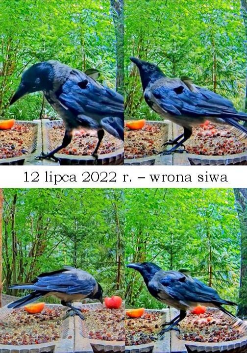 livebirdspoland_e065538d01f499b36c4f585da44aaf37.jpg
