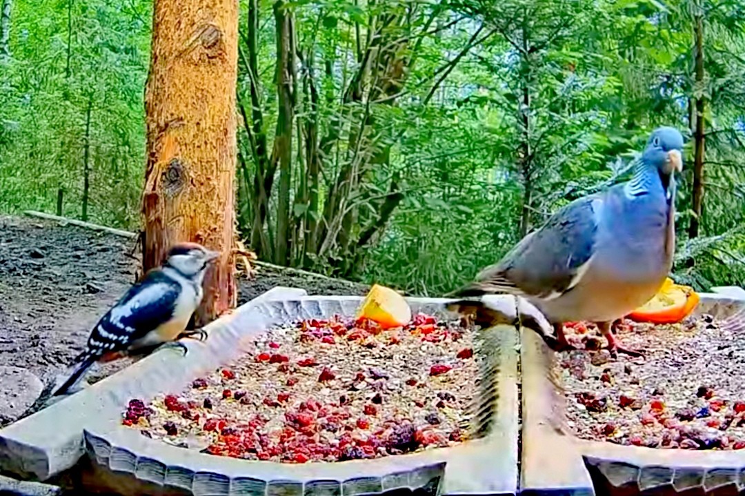 livebirdspoland_486a1a8dbae709b4a5bc1f4c42bb0198.jpg