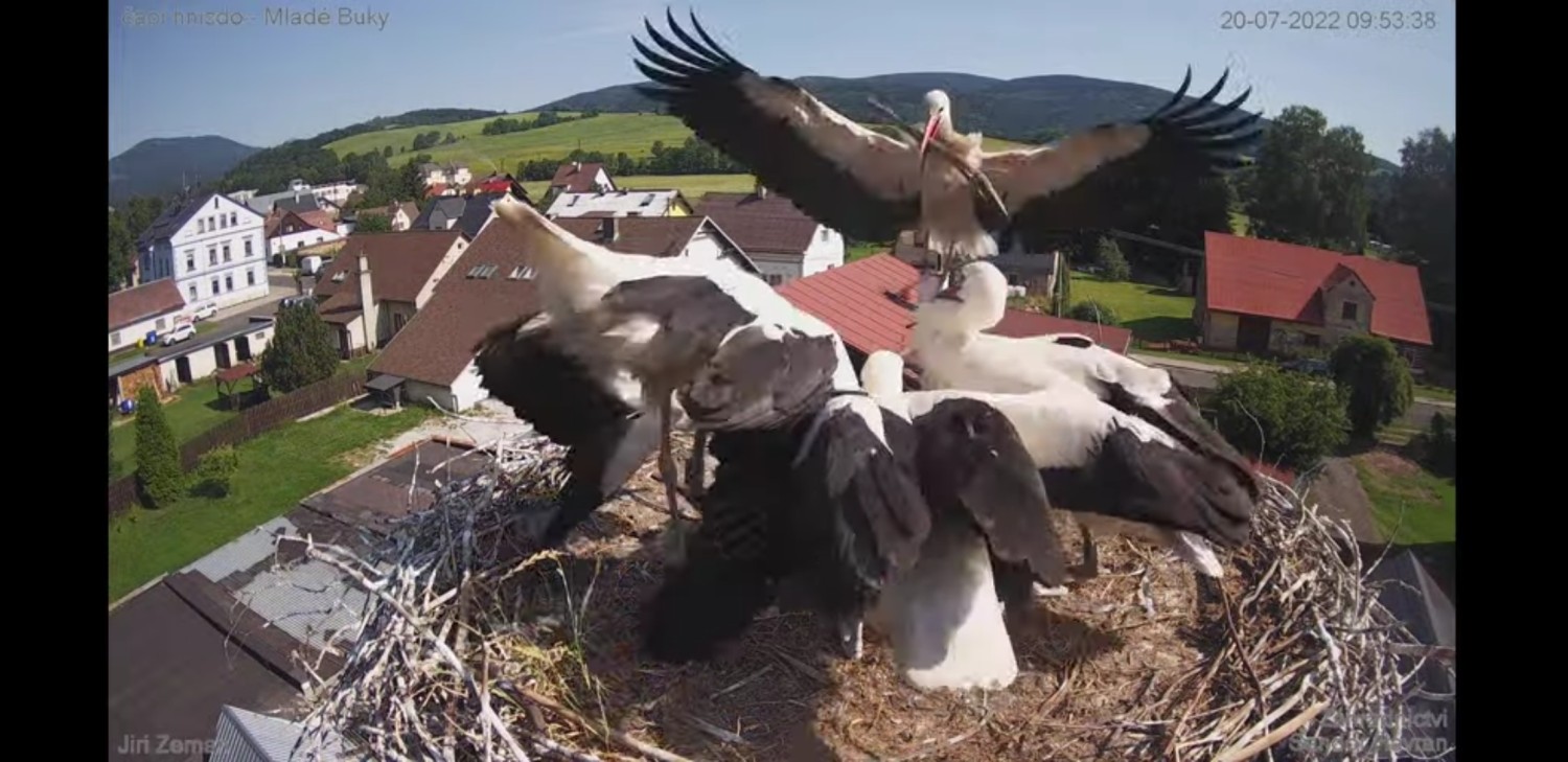 livebirdspoland_b0098aa9b39db35e52ee87dce18029c6.jpg