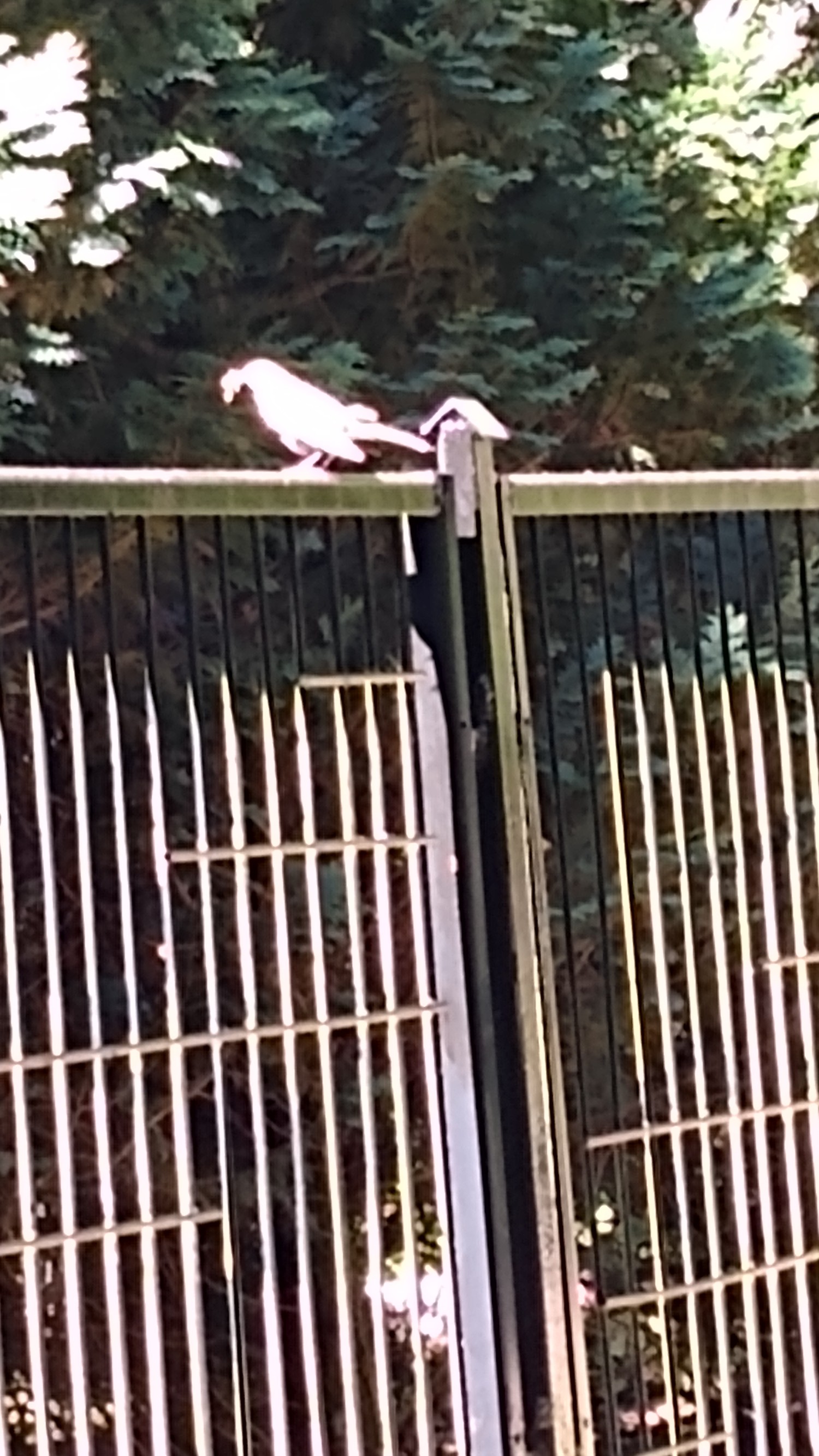 livebirdspoland_f2b58e2ae1df9d2eb012a784f1a66313.jpg