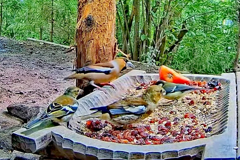 livebirdspoland_f1ba6fcb59e4644d40f9d9c6e040a629.jpg