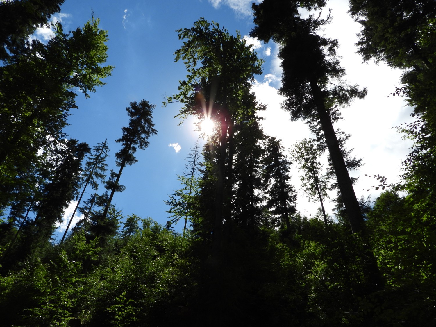 livebirdspoland_6226a81ed86b3e769e1f4a6cf0f516ea.jpg