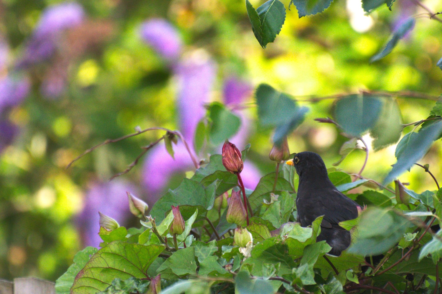 livebirdspoland_d3de547cb6640fe5cc9cee4de9392cb7.jpg