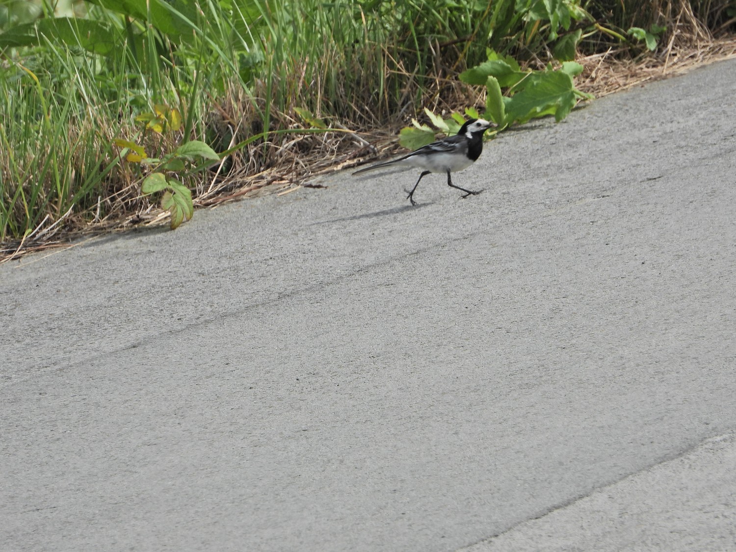 livebirdspoland_02e587d351d21b8c2cbd1076ced07367.jpg