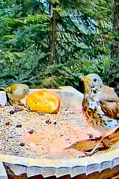 livebirdspoland_e20857e81d3f105339fcf75a16632da8.jpg