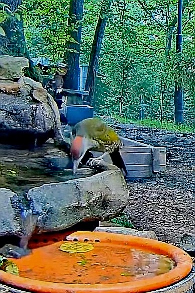 livebirdspoland_62f48547e63f781abca46acb27dc6b20.jpg
