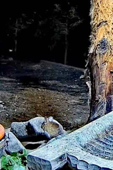 livebirdspoland_1662d041dd79996591e4896f76beb327.jpg