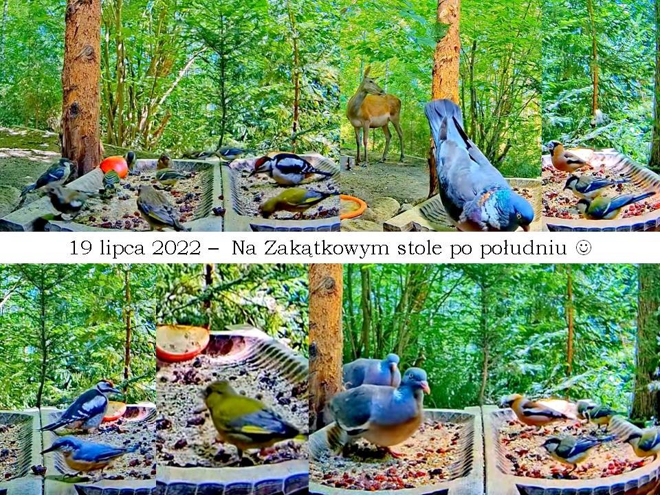 livebirdspoland_8437b6d21cc84a3fc926a88629dd935b.jpg