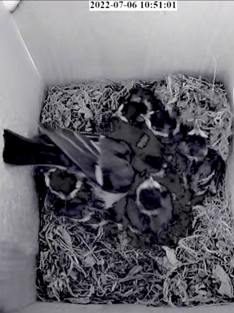livebirdspoland_bee76e4687c62ca2db4585c7f514d7f9.jpg