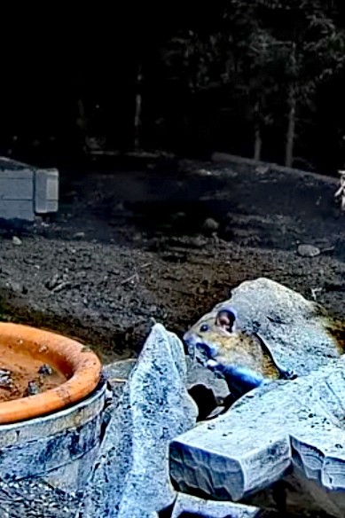 livebirdspoland_f328c0e72aea42e2deafd31aa6e9118f.jpg