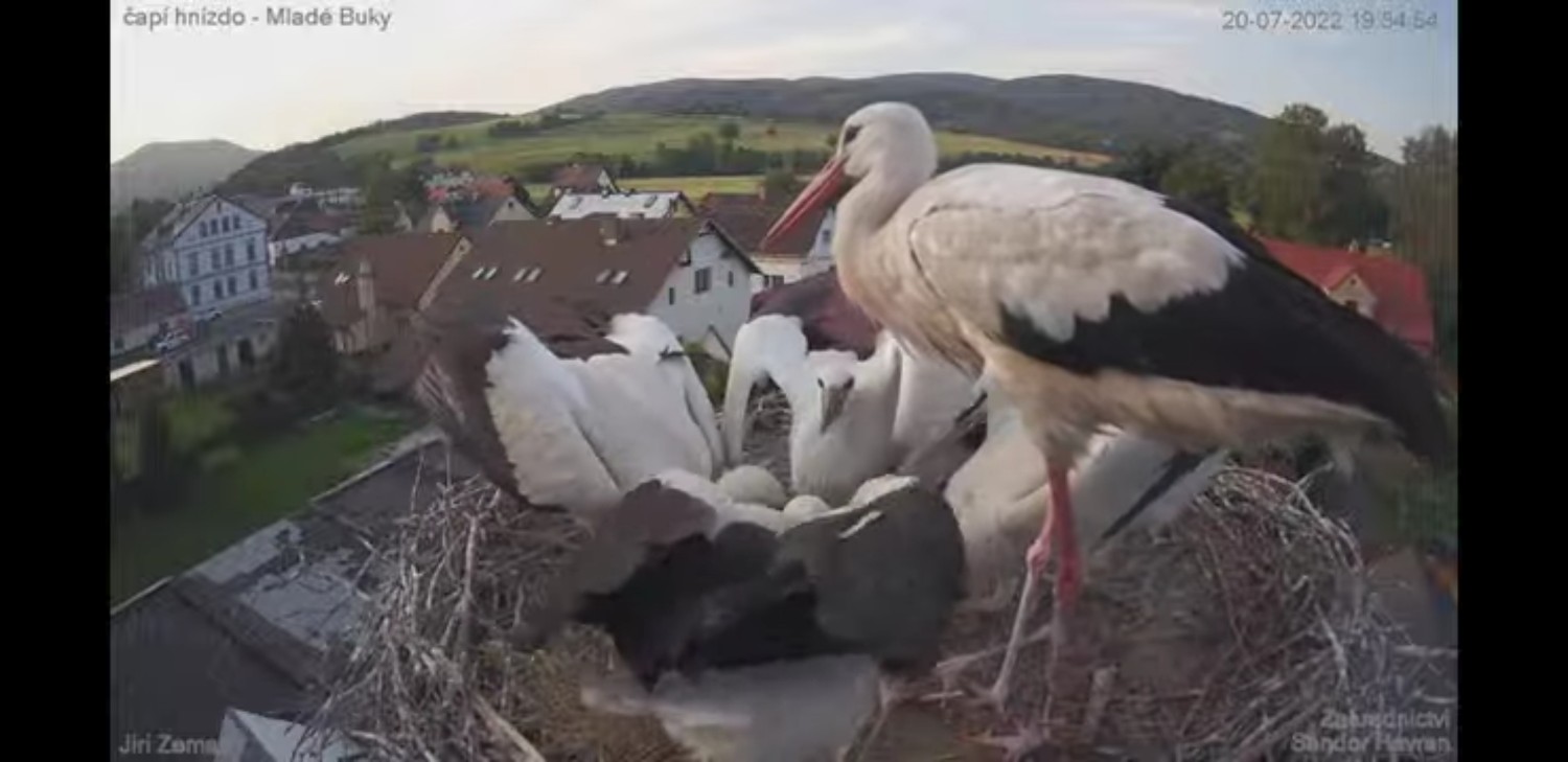 livebirdspoland_4b77dc10d8f2f3c2ee69f5214933ec09.jpg