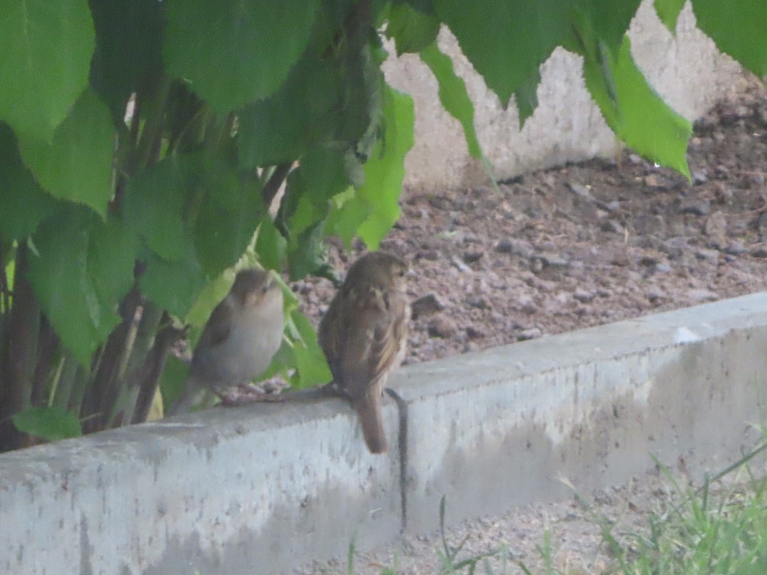 livebirdspoland_1599d72f2917d55c9f3e1232d6ee0ef7.jpg
